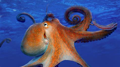 Download Underwater Sea Life Animal Octopus Hd Wallpaper