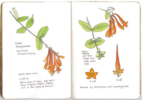 A Nature Art Journal In Southwest Florida Coral Honeysuckle