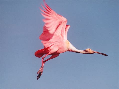 Landing Gear Down Bird Spoonbill Roseate Flight Hd Wallpaper