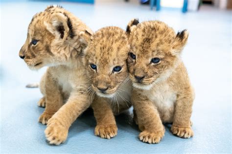 News Lion Cub Naming Pittsburgh Zoo And Ppg Aquarium
