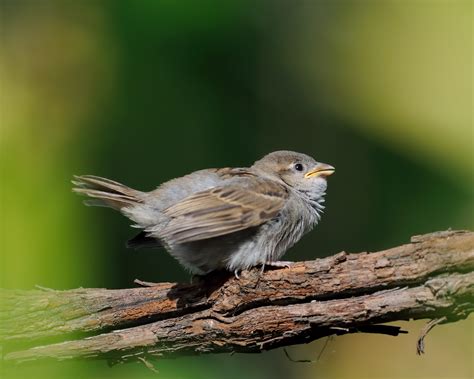 House Sparrow — Sacramento Audubon Society
