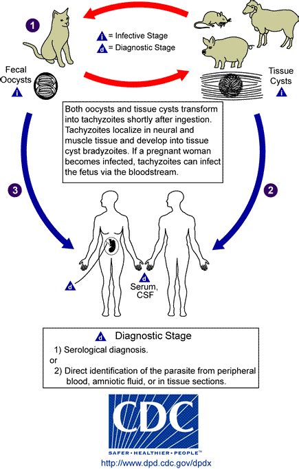 Toxoplasmosis Haven Animal Hospital Las Vegas Nv