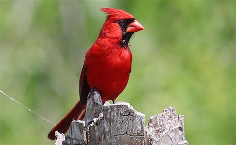 Northern Cardinal Cardinalis Cardinalis A Common North American