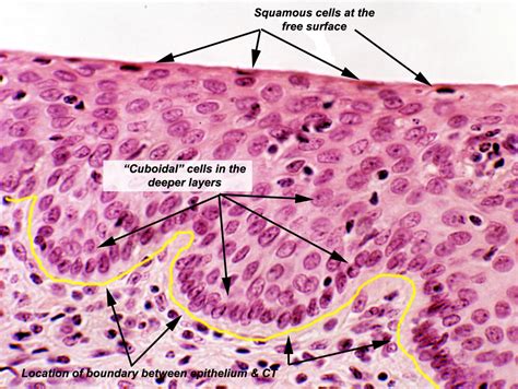 Epithelial Tissue Locations Stratified Squamous Epithelium Histology