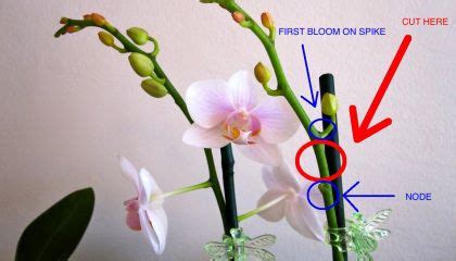 Both need a drop in temperature to help set the buds and encourage the plant to bloom. How Do I Get My Orchid to Bloom Again? | Orchids garden ...