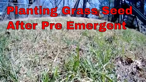 How To Plant Grass Seed After A Pre Emergent Youtube