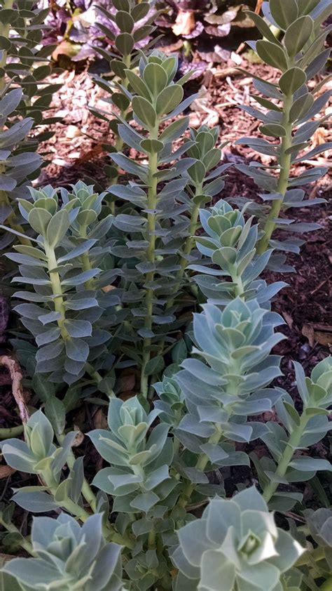 Euphorbia myrsinites or myrtle spurge or donkey tail succulent plant for evergreen perennial foliage and spiky leaves, daylight, top view. Episode 11: Great Water-wise Plants - FineGardening