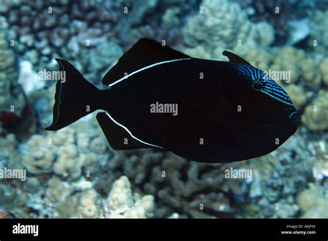 Black Durgon Melichthys Niger More Correctly Known As Black Triggerfish