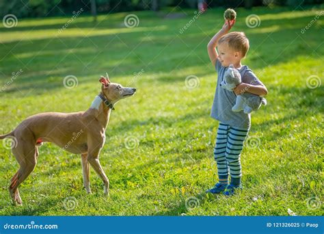 Boy Throwing Ball For A Dog Stock Image Image Of Caucasian Happy