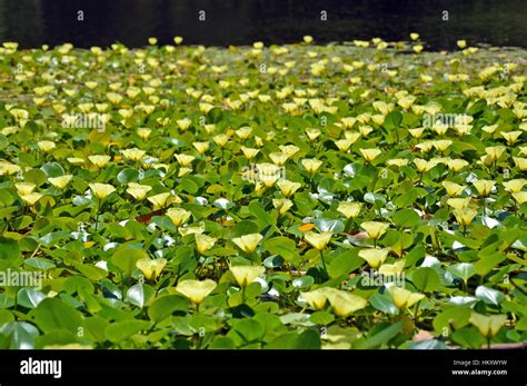 Yellow Flowers Of The Aquatic Water Poppy Hydrocleys Nymphoides Growing