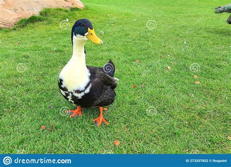 Large Beautiful Duck Is Walking On Lawn Poultry Farm In Village Big