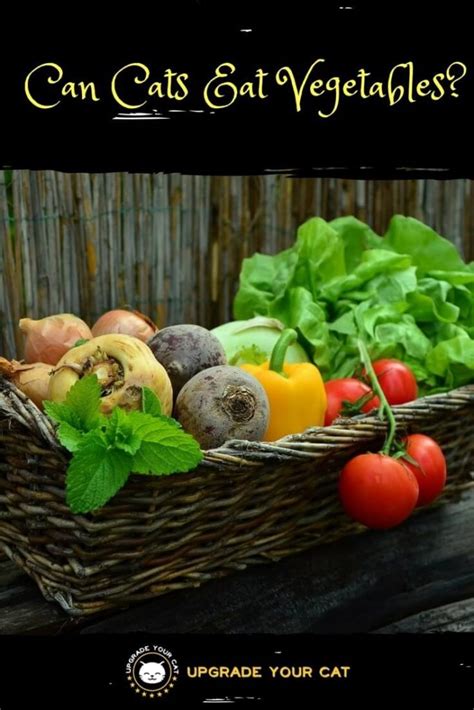 Can Cats Eat Vegetables? - Upgrade Your Cat