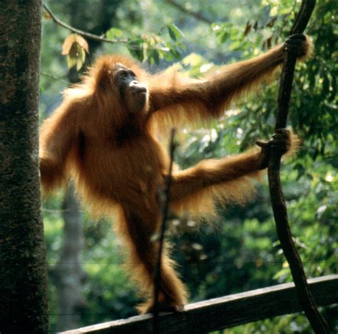 Sumatran Orangutan Pongo Abelii Wiki Display Full Image