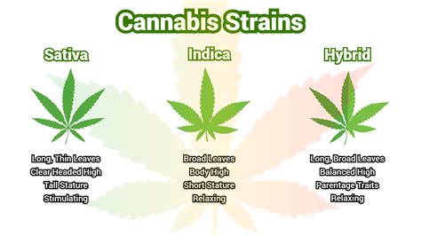 What You Should Know About Different Cannabis Strainsvarieties