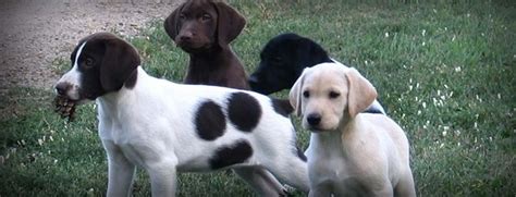 Raising a german shorthaired pointer puppy. German Shorthaired Lab Mix | GSP Labrador Hybrid Hunting Dogs