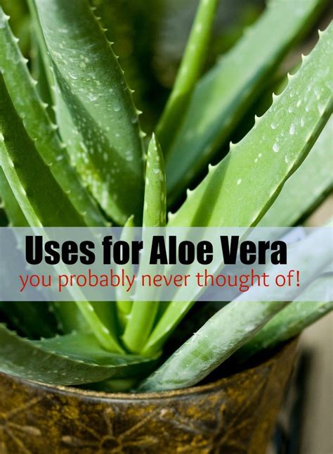 — enter your full delivery address (including a zip code and an. 10 Uses for Aloe Vera Gel You Probably Never Thought Of