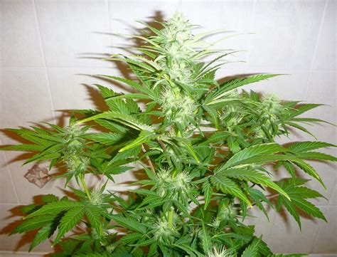 Ministry Of Cannabis Auto White Widow Grow Diary Journal Week7 By