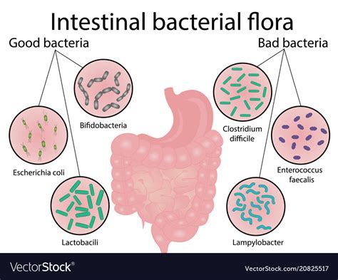 Intestinal Bacteria Flora Good And Bad Bacterias Vector Image
