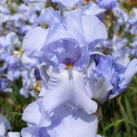 Plantes Vivaces Iris B E Blue Sapphire Iris Des Jardins Iris