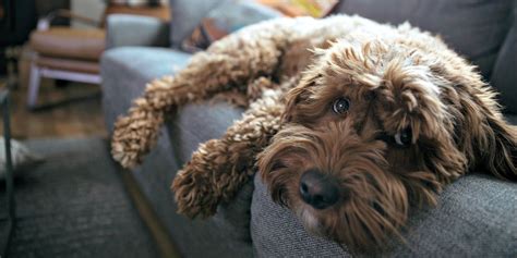15 Dogs That Dont Shed Hypoallergenic Dog Breeds