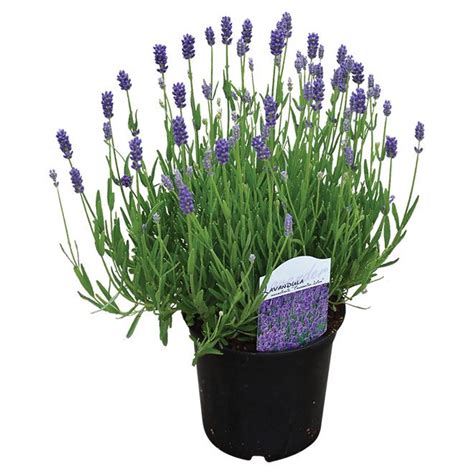 Buy lavender seeds online with seedsbay. Lavande «Anouk» 5.99$ | Lavender, Plants, Planting seeds