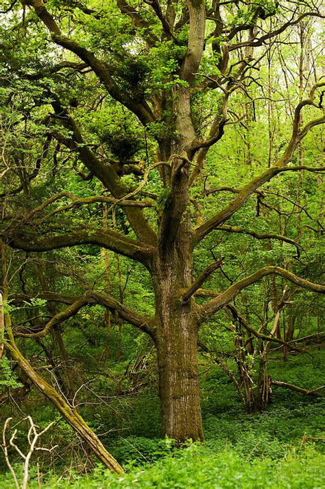 Ancient Tree Wychwood Forest Skye Hohmann Photography And Writing