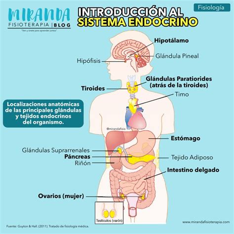 Glandulas En El Cuerpo Humano Y Sus Funciones Churif