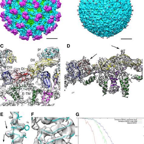 Cryo Em Structures Of The Denv1 A Cryo Em Density Of Immature Virus