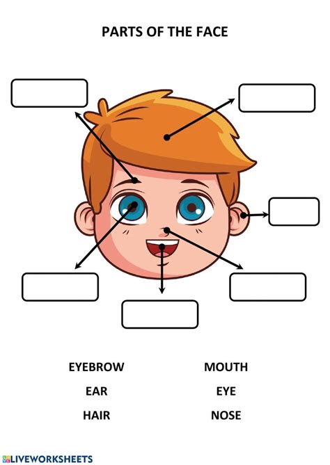 Parts Of The Face Ficha Interactiva Ingles Para Preescolar