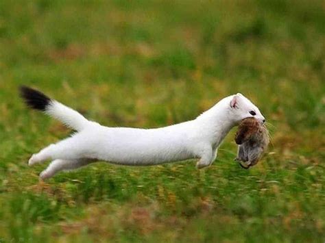 White Weasel With Preyrat Animals And Pets Baby Animals Funny