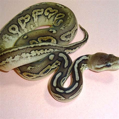 Pewter Fire Ball Python - Juvenile Male