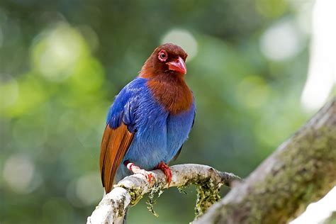 Endemic Bird Species Of Sri Lanka Worldatlas