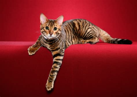 8 Cat Breeds That Resemble Tigers Leopards And Other Wild Cats Photo