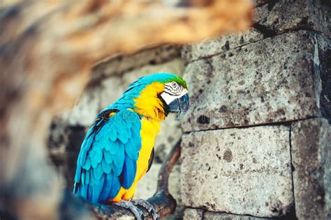 Macaw Parrot In The Wild Jungle Eating And Smiling At Camera Stock