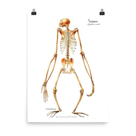 Gibbon Skeleton Posterior View Gibbon Anatomy Hylobates Etsy