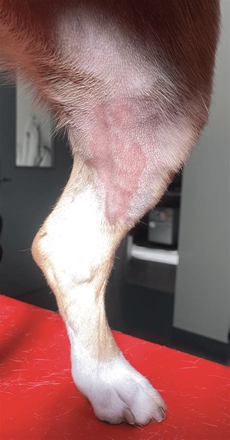 Where Is The Saphenous Vein Located In A Dog