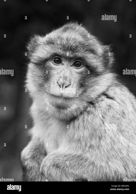 Monkey Looking Into Camera Black And White Stock Photos And Images Alamy