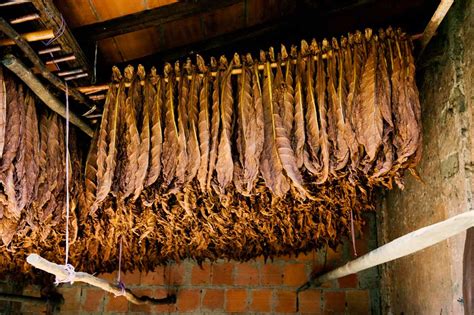 Die Herstellung Von Toscano Zigarren