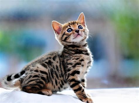 Bengal cats are a hybrid cat bred from the crossing of an asian leopard cat (felis bengalensis) with a domestic cat. Hypoallergenic Cats For Sale Near Me - Cat and Dog Lovers