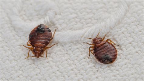 Signs Of A Bed Bug Infestation What To Look For This Winter SLS Pest Control