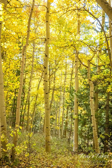 Golden Aspen Trees In The Fall Tonys Takes Photography