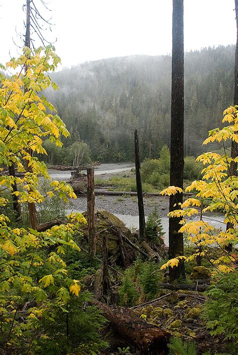 North Fork Skokomish River View Of The North Fork Skokomis Flickr