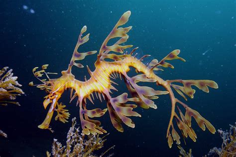 25 Mysterious Sea Creatures That Are Bizarre And Rare