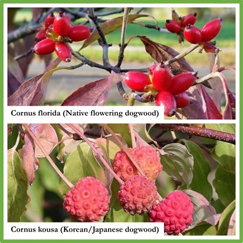 Species Spotlight Cornus Florida Flowering Dogwood Edge Of The