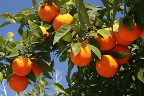 How To Plant Citrus Trees In Florida Ehow
