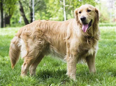 Getting a golden retriever puppy is no different. Wonderful Information About the Golden Retriever-Chow Chow ...