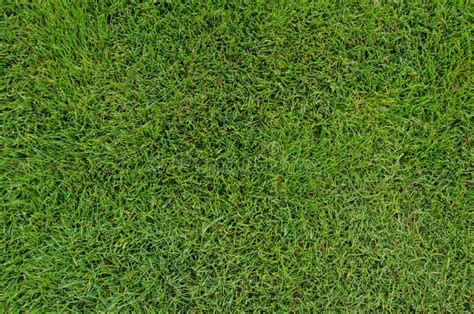 Golf Fairway Grass Close Up Stock Image Image Of Nature Grass 43150137