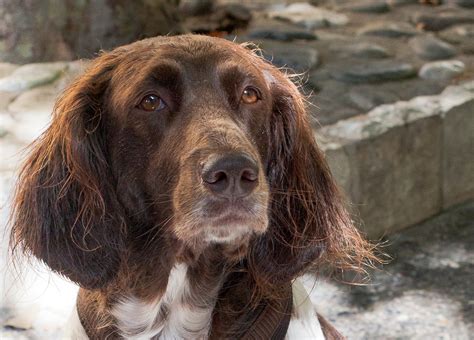 The large munsterlander is a color variation of the german longhaired pointer and is a relatively newer breed. RIVIERA DOGS: Bonnie the Large Munsterlander