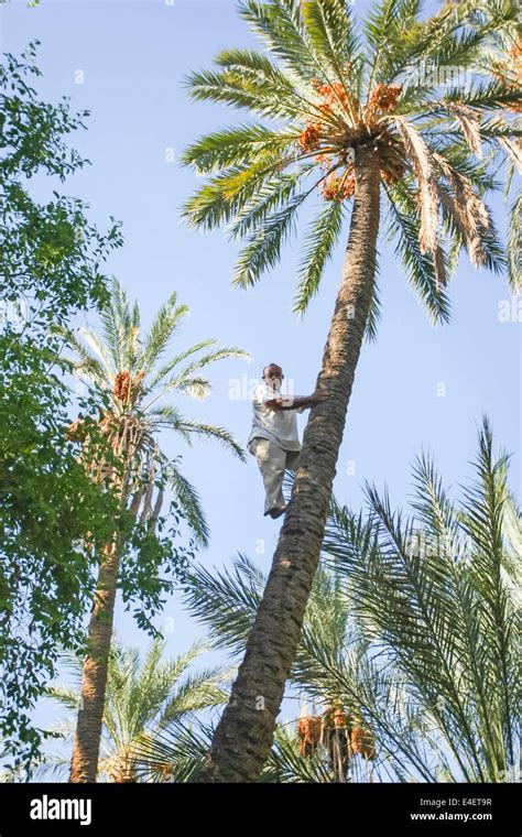 A Worker Climbing On A Palm Tree At A Date Palm Plantation In An Oasis