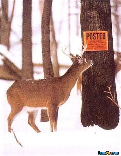 Funny Deer 16 Of 30 Funny Hunting Pics Hunting Signs Deer Hunting